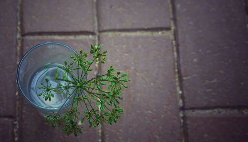 High angle view of plant in glass jar