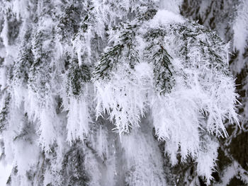 Close-up of snow covered trees