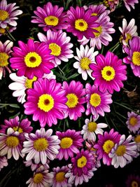 High angle view of flowers blooming outdoors