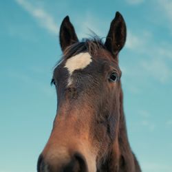 Close-up portrait of horse against sky