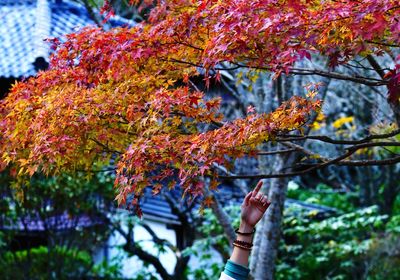 Close-up of woman reaching towards tree during autumn