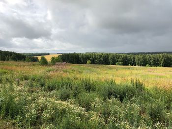 Scenic view of field against sky