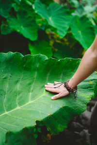 Cropped hand of woman touching leaf