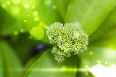 Close-up of flowering plant