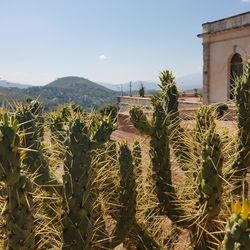 Cactus growing on field against sky