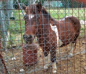 View of an animal seen through fence