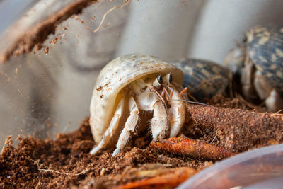 Close-up of seashell