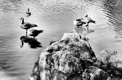 Ducks swimming in lake