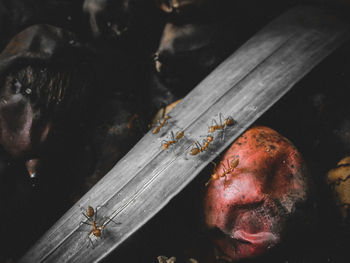 High angle view of insect on wood