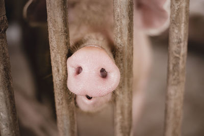 Close-up of pig by fence