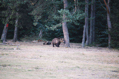 Horses in forest