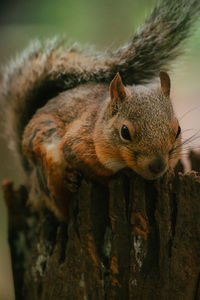 Close-up of squirrel on tree trunk