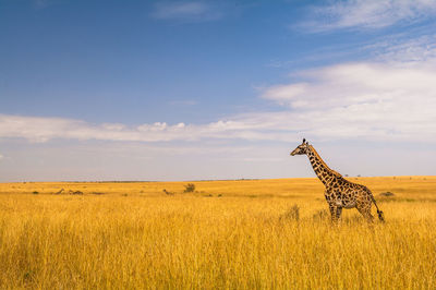 View of giraffe in a field