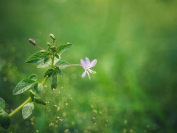 Close-up of small flowering plant on field