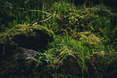 High angle view of lush foliage