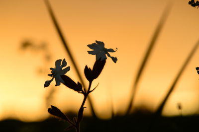 Close-up of silhouette flowers against sky during sunset