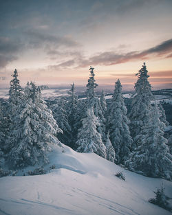 Snow covered plants on landscape against sky during sunset