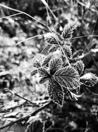 Close-up of wilted plant during winter