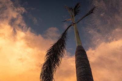 Low angle view of silhouette palm tree against sky