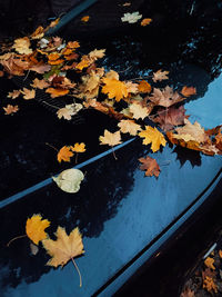 High angle view of maple leaves floating on water