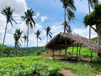 Palm trees on field against sky