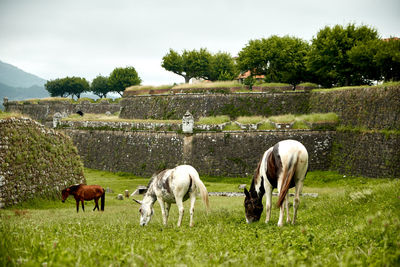 Horses grazing in a field