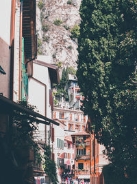 Low angle view of trees and buildings in town