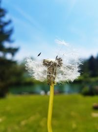 Close-up of dandelion flower against sky