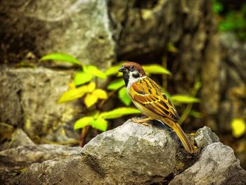Close-up of bird perching on rock