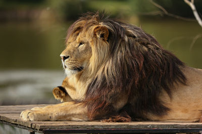 Close-up of lion resting at zoo