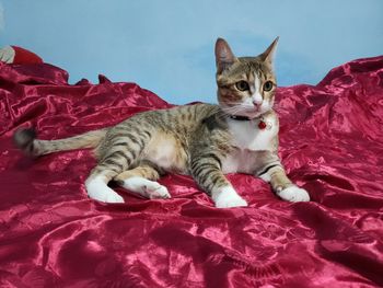 Cat resting on bed