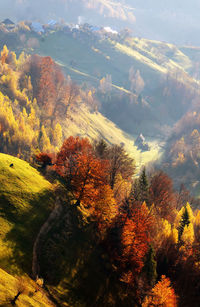 High angle view of trees growing on landscape during autumn