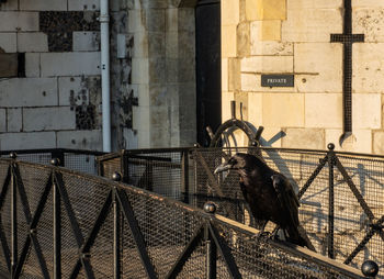 View of an animal sitting on wall