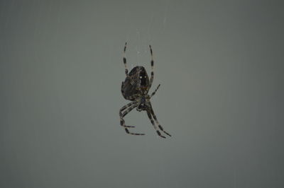 Close-up of spider on web