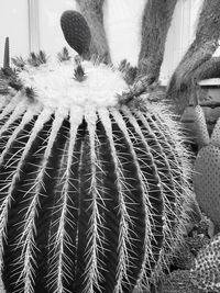 Close-up of cactus