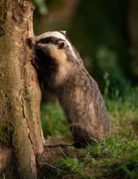 View of an animal on field