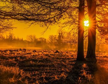 Trees against sky during sunset