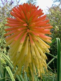 Close-up of flower