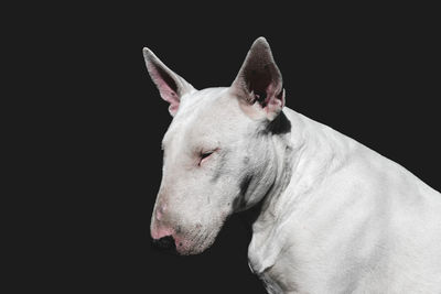 Close-up of a dog over black background