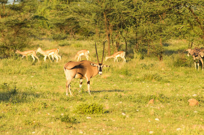 Horse standing in a field