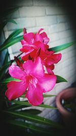 Close-up of pink flowering plant