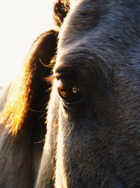 Close-up of a horse