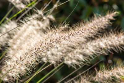 Close-up of wheat growing on field