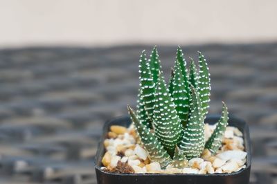 Close-up of succulent plant on table