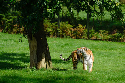 Tiger standing on grassy field by tree