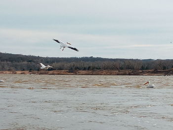 Seagulls flying over sea against sky