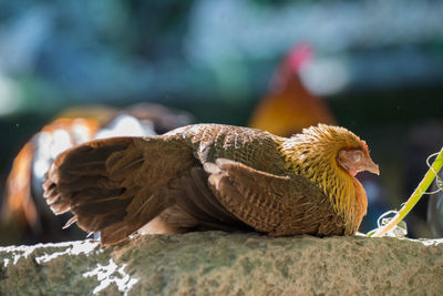 Close-up of a bird