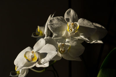 Close-up of flowers over black background