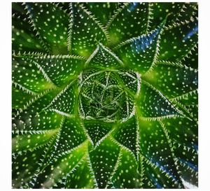 Close-up of water drops on cactus