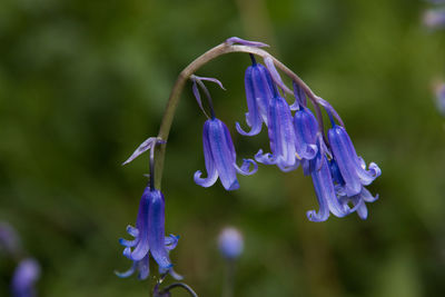 Close-up of purple flowers blooming outdoors